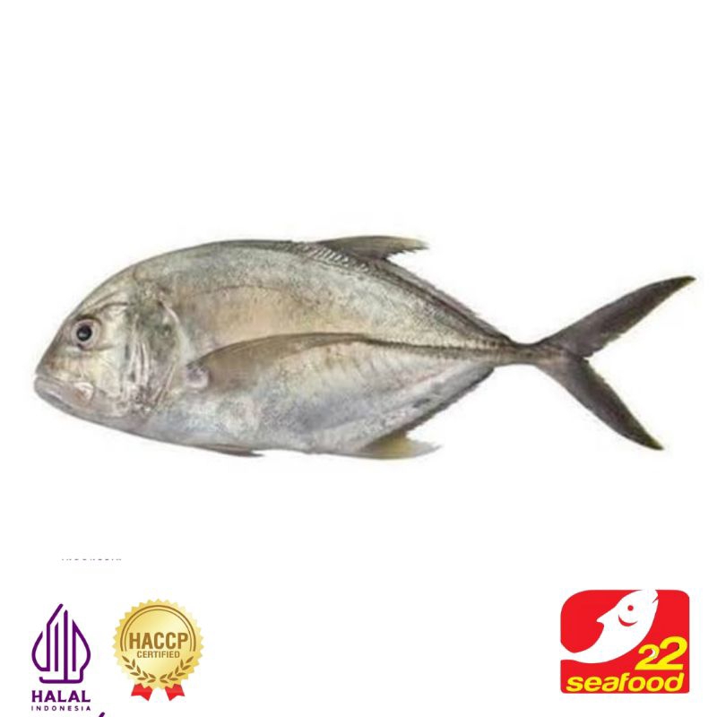 

Ikan Kuwe 1 kg / Kuwe Kecil / Seafood 22