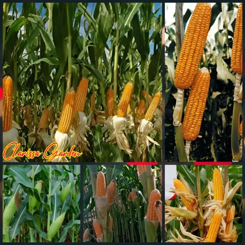 BIJI | BENIH JAGUNG 2 TONGKOL BISI ( REPACK )