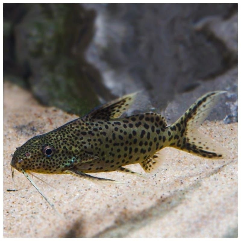 Ikan Hias Synodontis ikan hias pembersih aquascape