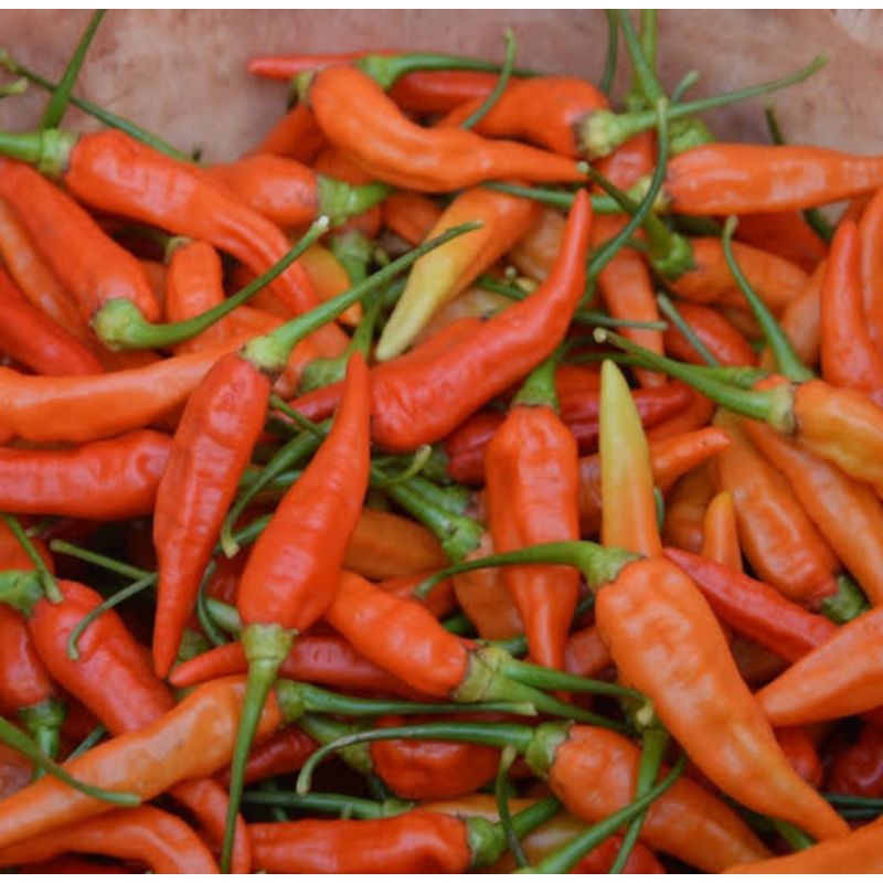 

Cabe rawit merah pedas 1 kg super pedas cabe rawit setan