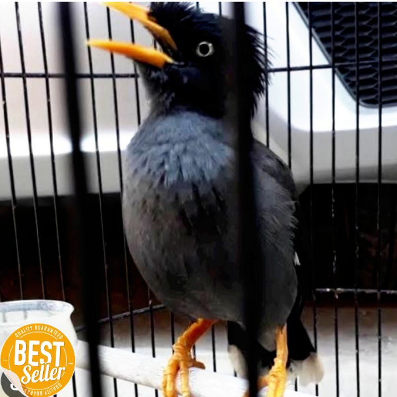 Burung jalak kebo lolohan jalbo gacoran jalak kebo pilihan
