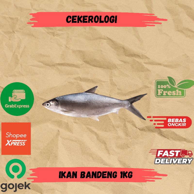 

Ikan Bandeng 1kg / Ikan Bandeng / Ikan Bandeng Fresh Berkualitas / Bandeng / Ikan Segar / Ikan