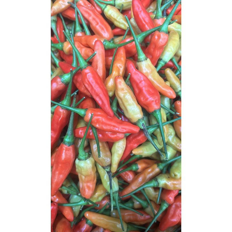 

cabai rawit merah harga per 500gr