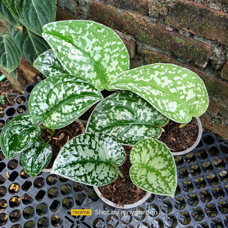 Scindapsus silver queen