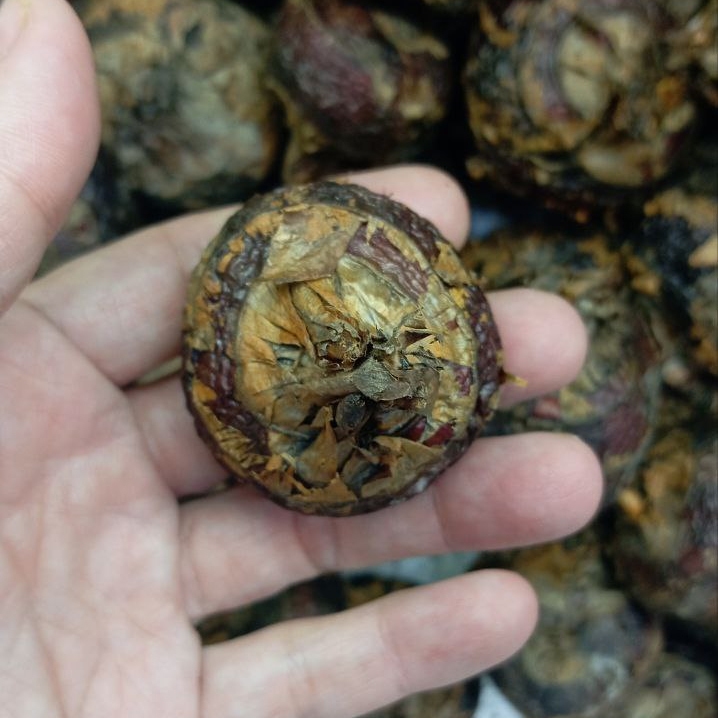 

Water Chestnut segar