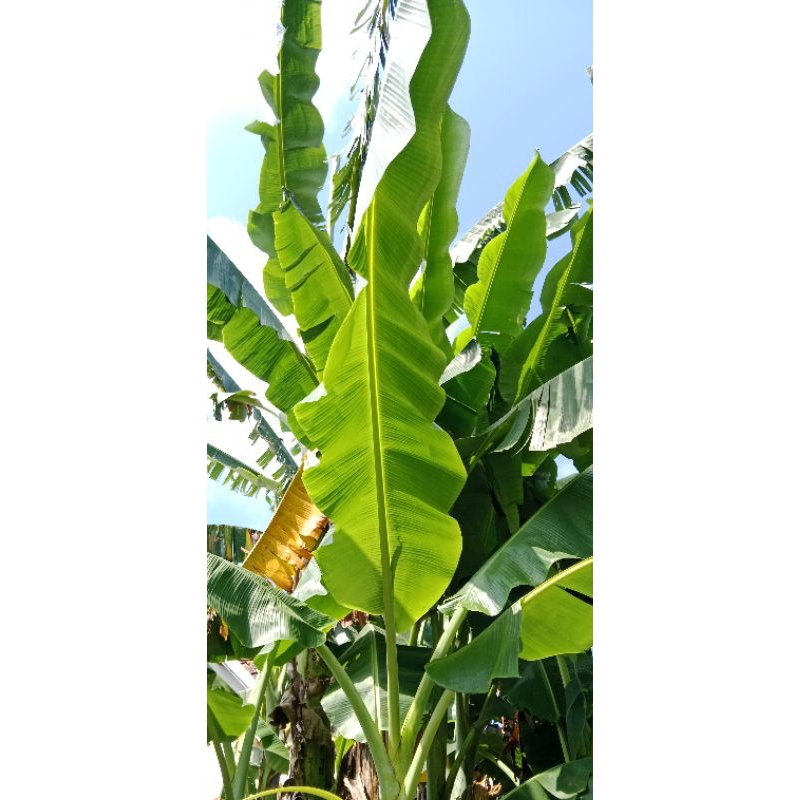 

Daun pisang sabe kepok