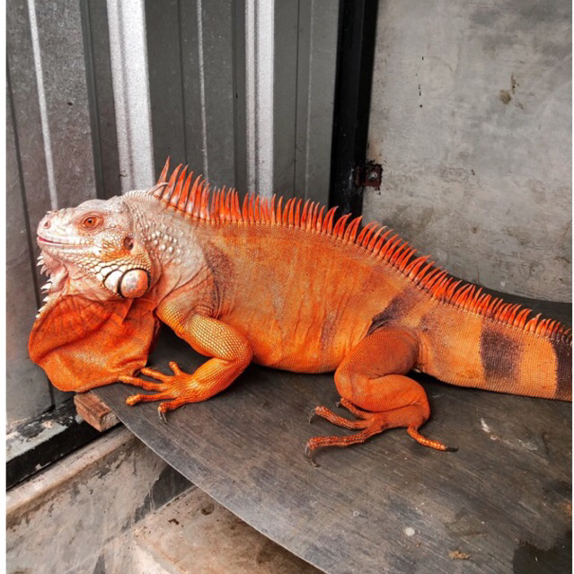 Mainan iguana super red indukan jantan || super red indukan