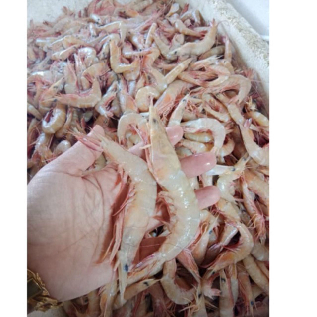 

udang laut udang dogol 250gr