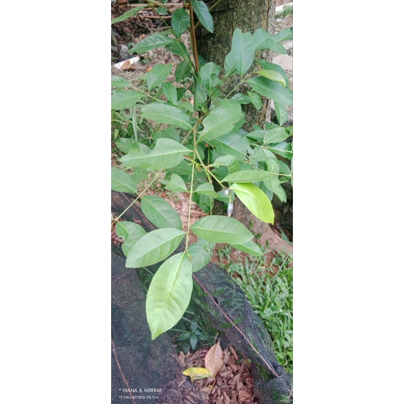 

Daun belimbing per 250gram