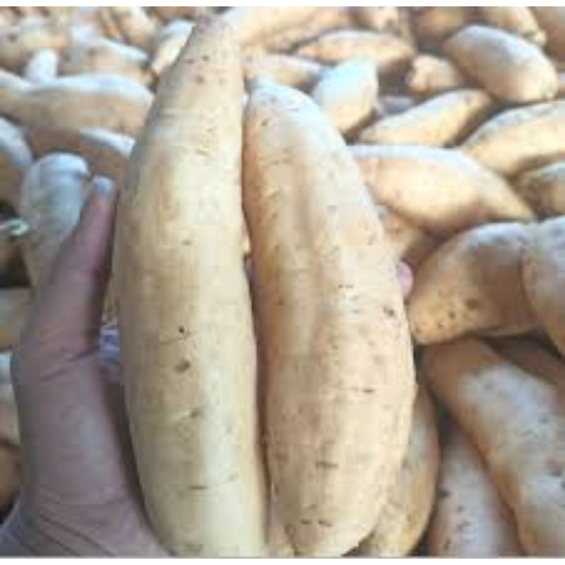 

UBI CILEMBU MENTAH 1KG MANIS LEGIT