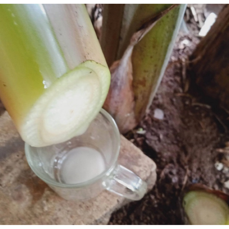 

Getah pohon pisang segar / getah pisang segar-az