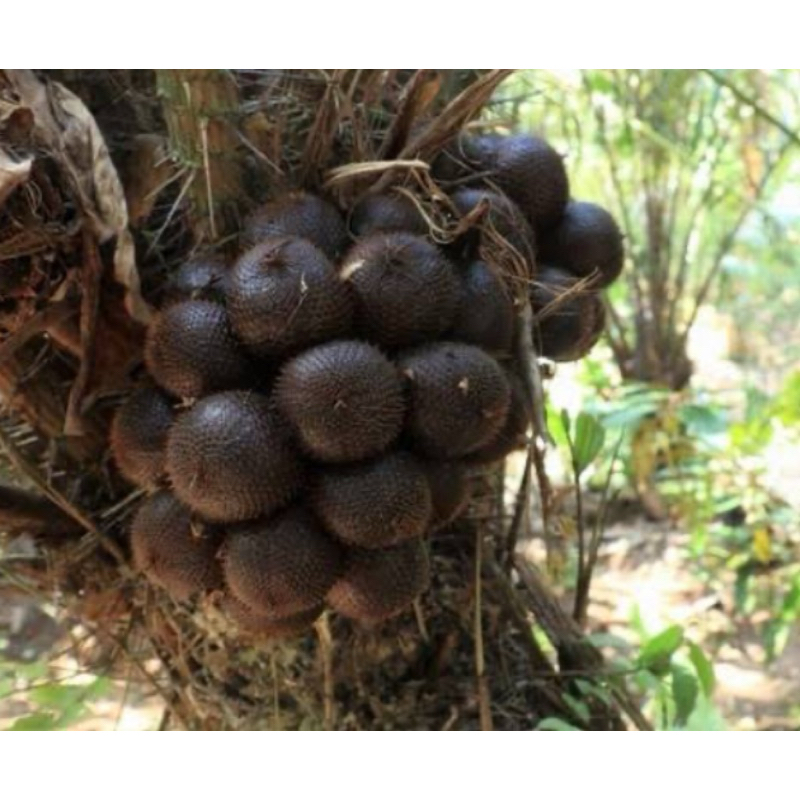 

Buah salak muda / buah salak mentah petik langsung
