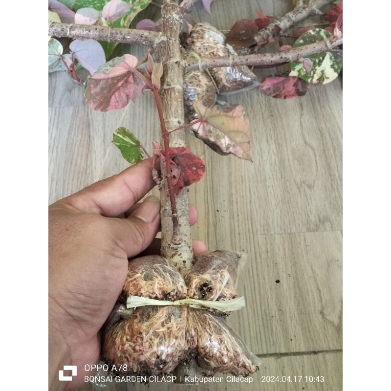 WARU VARIGATA