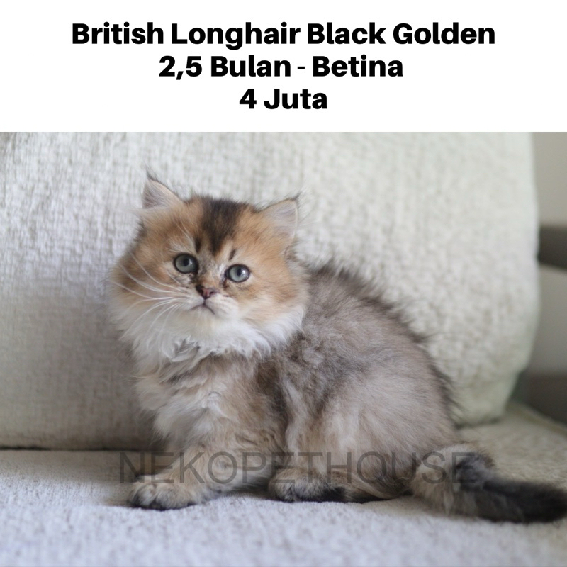 British Longhair Black Golden Kucing Kitten Anak Kucing Lucu Imut