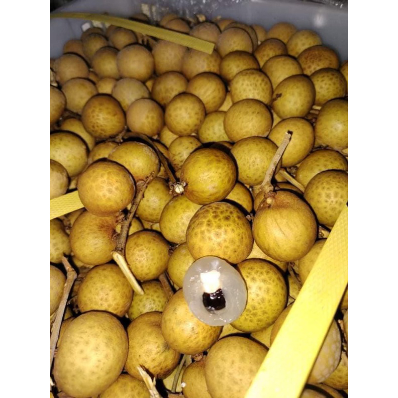 

lengkeng gold manis&buah tebal 1kg