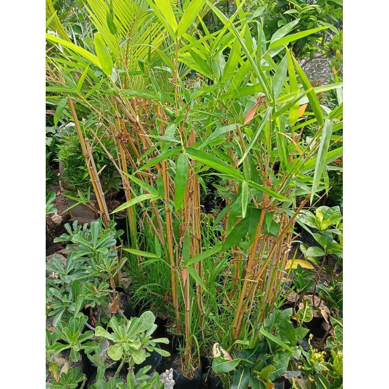 tanaman bambu kuning asli