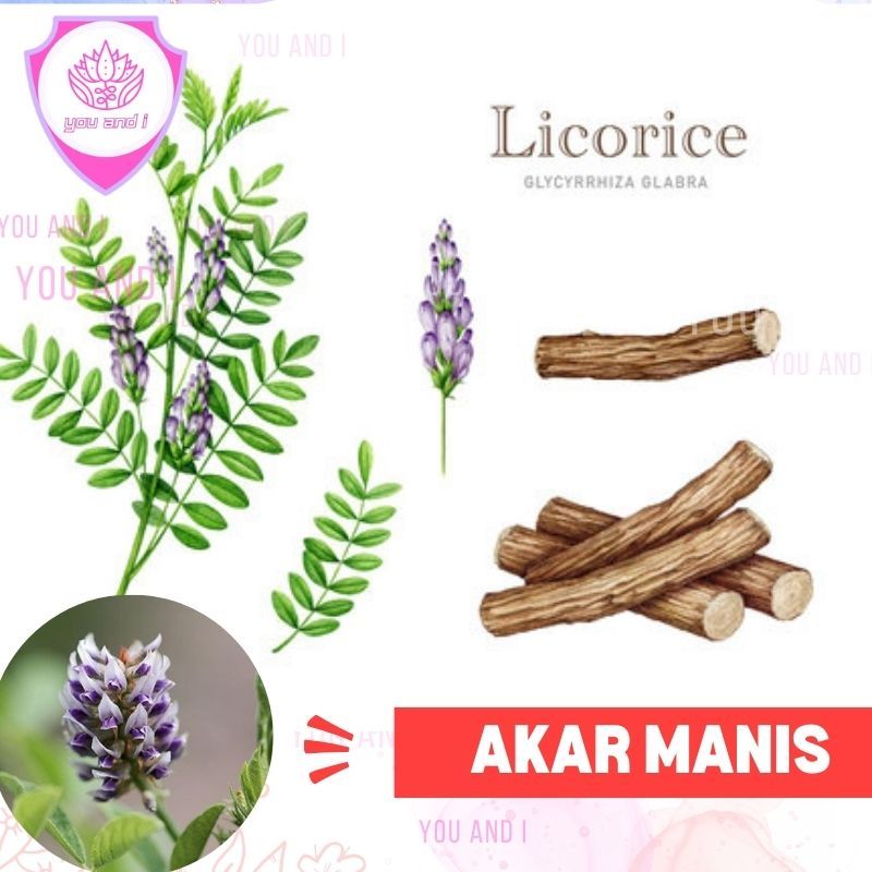 Benih LICORICE - Biji Akar Manis