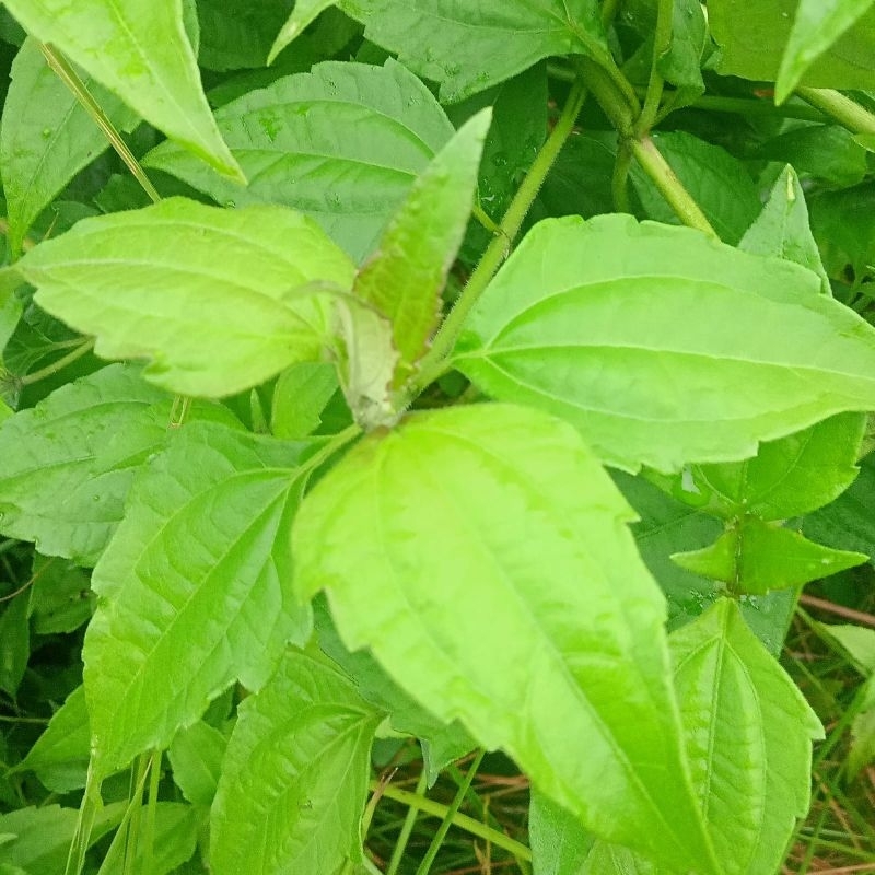 

50g Daun dan Batang Kirinyuh/Kopasanda/Balakacida