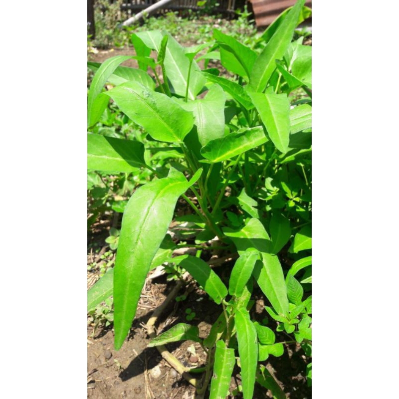 

SAYUR KANGKUNG FRESH1 IKAT