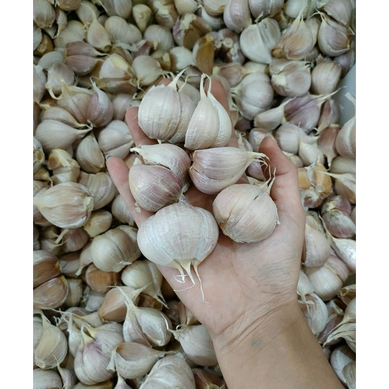 

Bawang Putih Kating 1kg