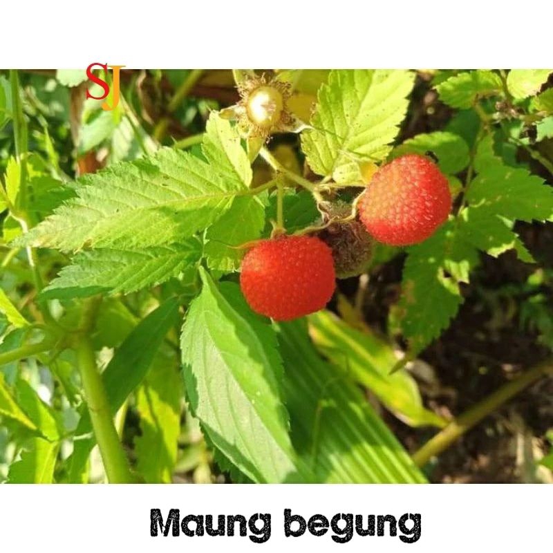 

Raspbery atau Arben hutan Bibit Tanaman