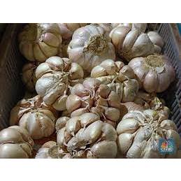 

BAWANG PUTIH 1 KG