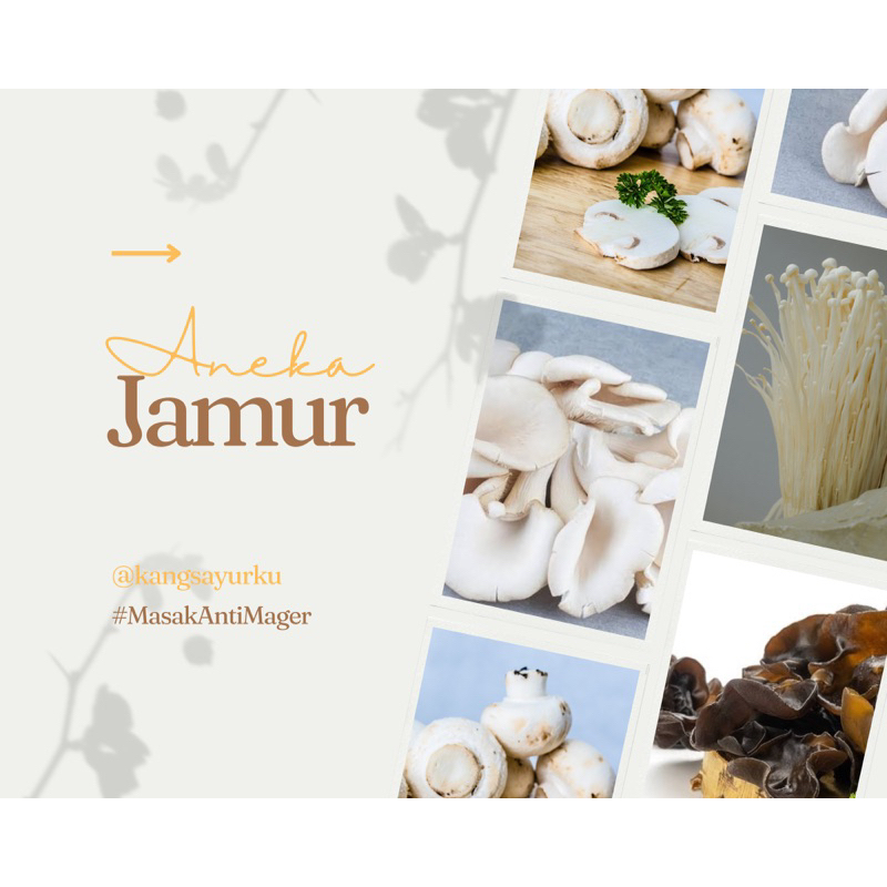 

Jamur Tiram / Jamur Enoki / Jamur Kuping / Jamur Champignon
