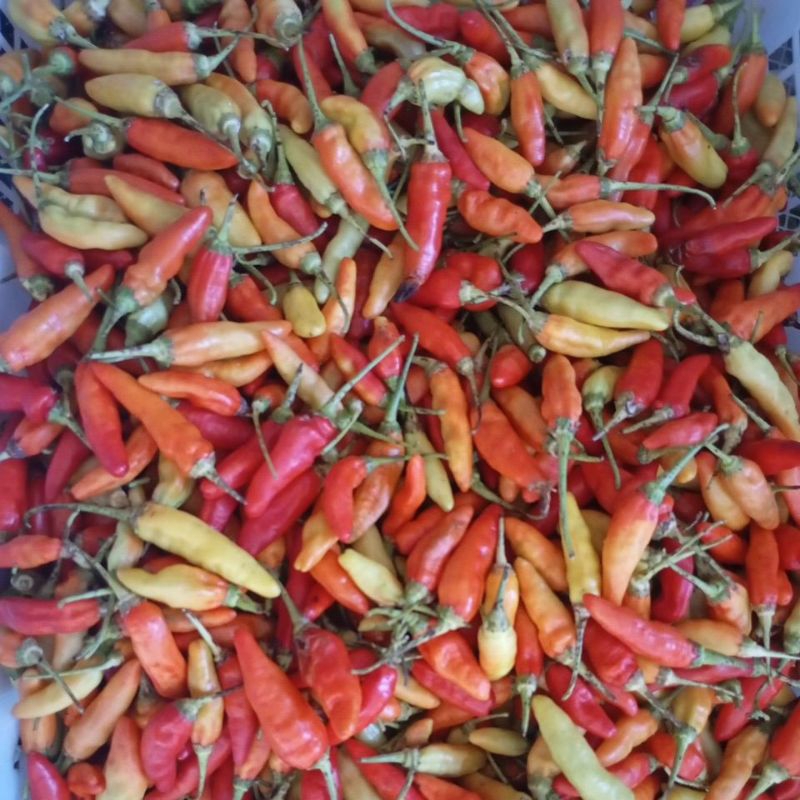 cabai rawit merah 1kg