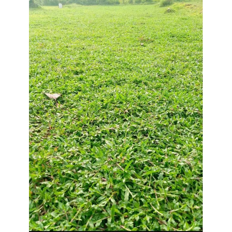 Rumput gajah, Rumput taman ,Rumput gajah biasa, rumput gajah paitan permeter ya ka