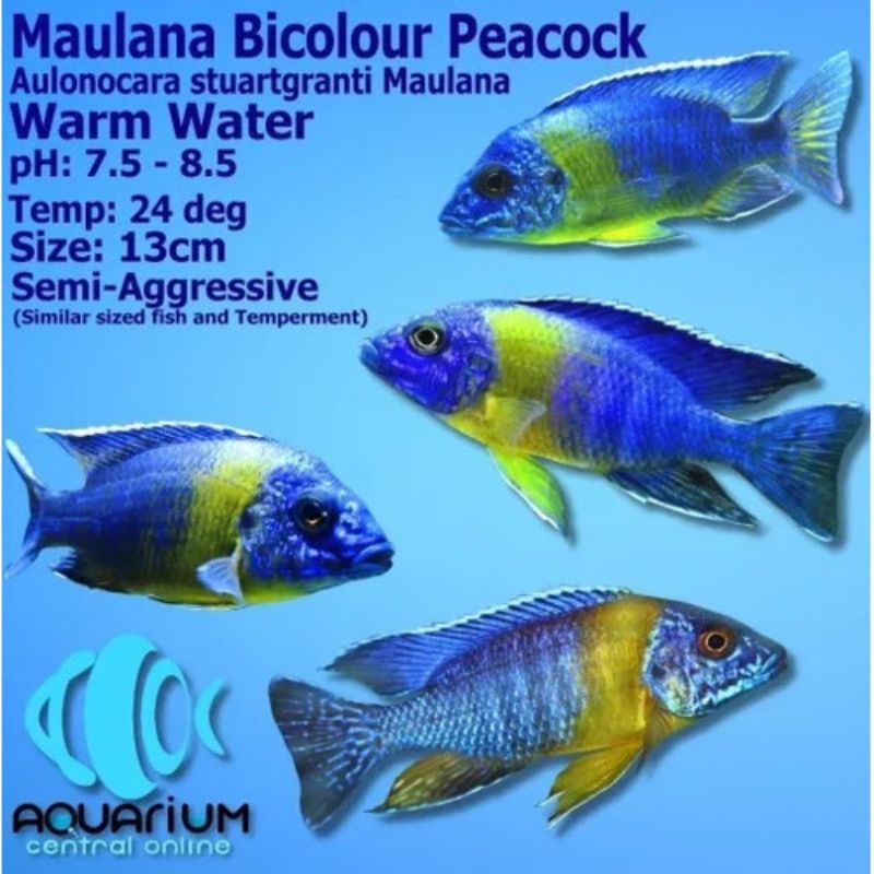 cichlid Maulana  Bicolour peacock