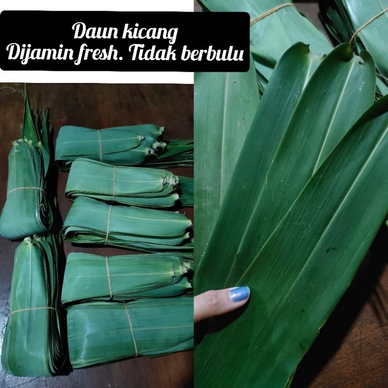 

READY DAUN BAMBU KICANG FRESH ASLI TIDAK BERBULU