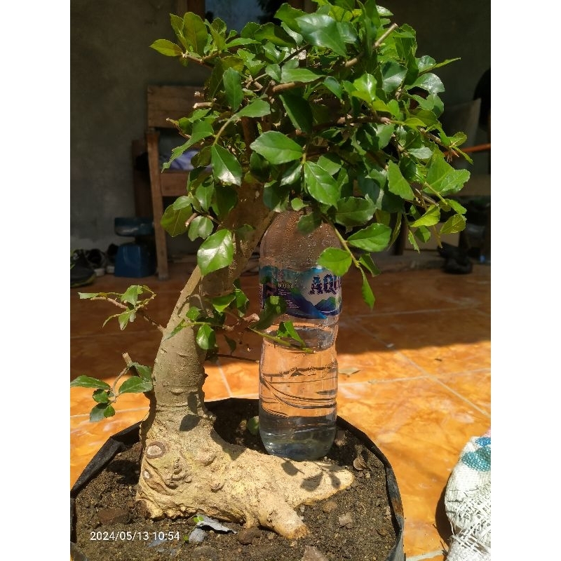 bonsai serut streblus asper bahan bonsai/bakalan bonsai serut