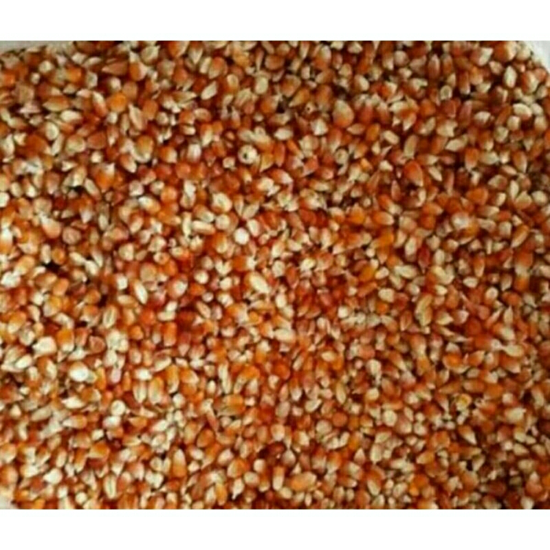 Jagung Kristal Jagung Kecil Unyil Khusus Merpati 1Kg