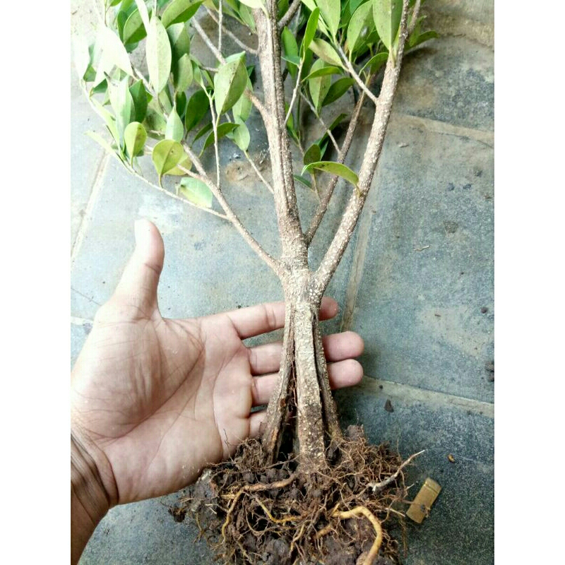 bahan kimeng pecah batang  murah