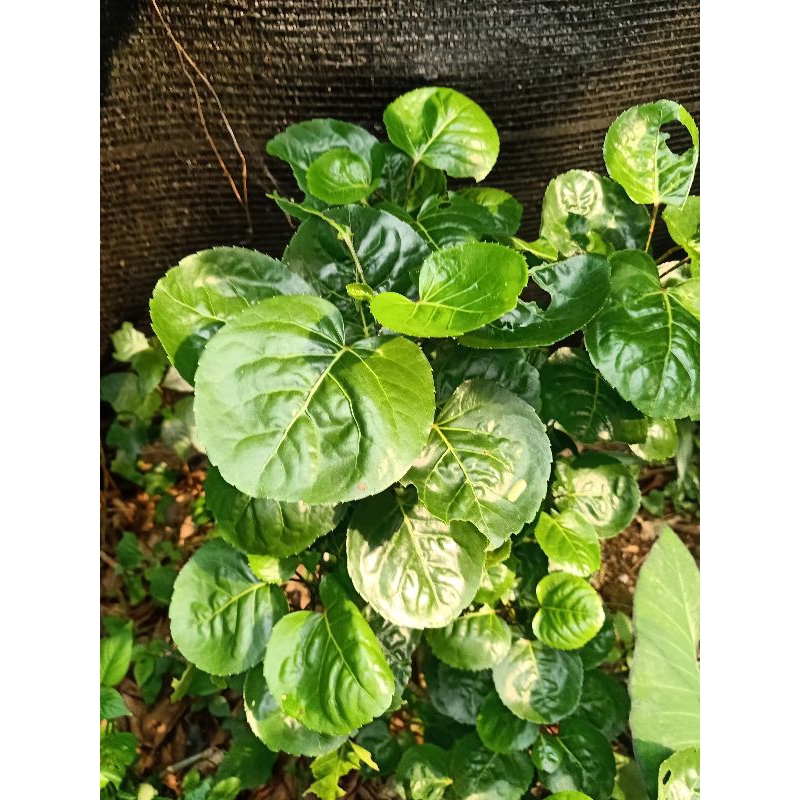 

daun mangkokan segar 15 lbr