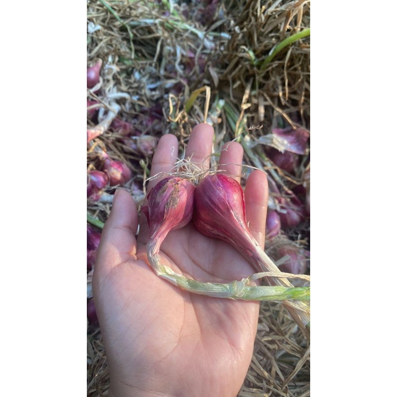 

Bawang merah 500g fresh dari petani