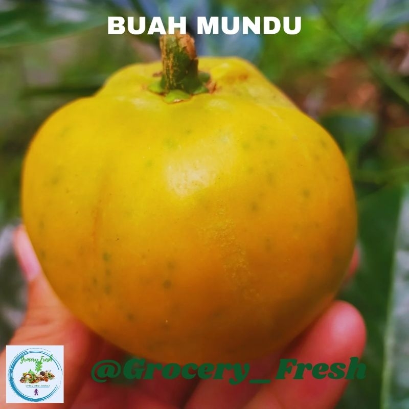 

Buah Mundu Langka Garcinia Dulcis Fresh Segar Asli Jawa