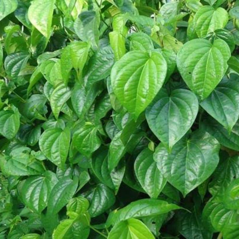 

Daun sirih segar | daun sirih perlembar langsung petik