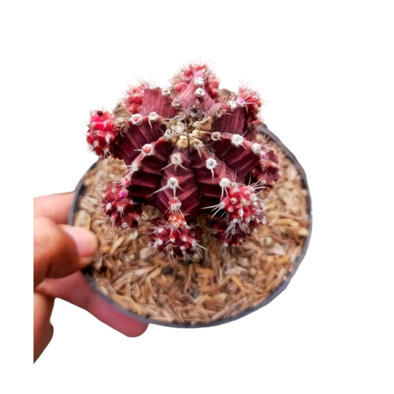 Tanaman Kaktus Gymno ungu