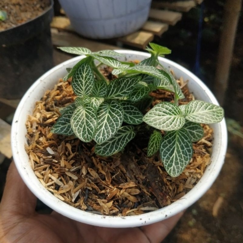 Tanaman gantung fittonia putih
