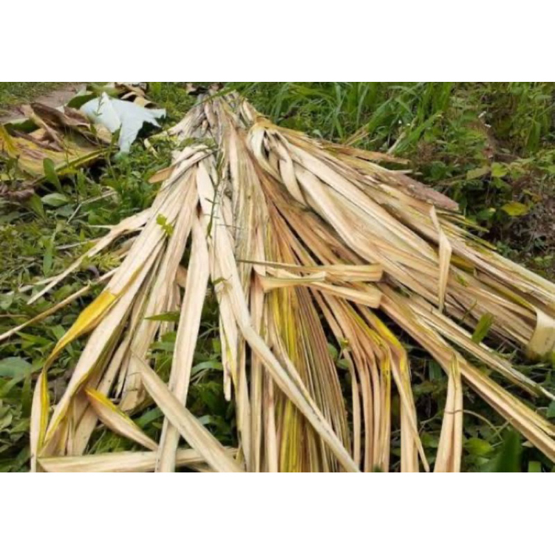 

Daun aren muda daun pohon aren muda 500 gram-az