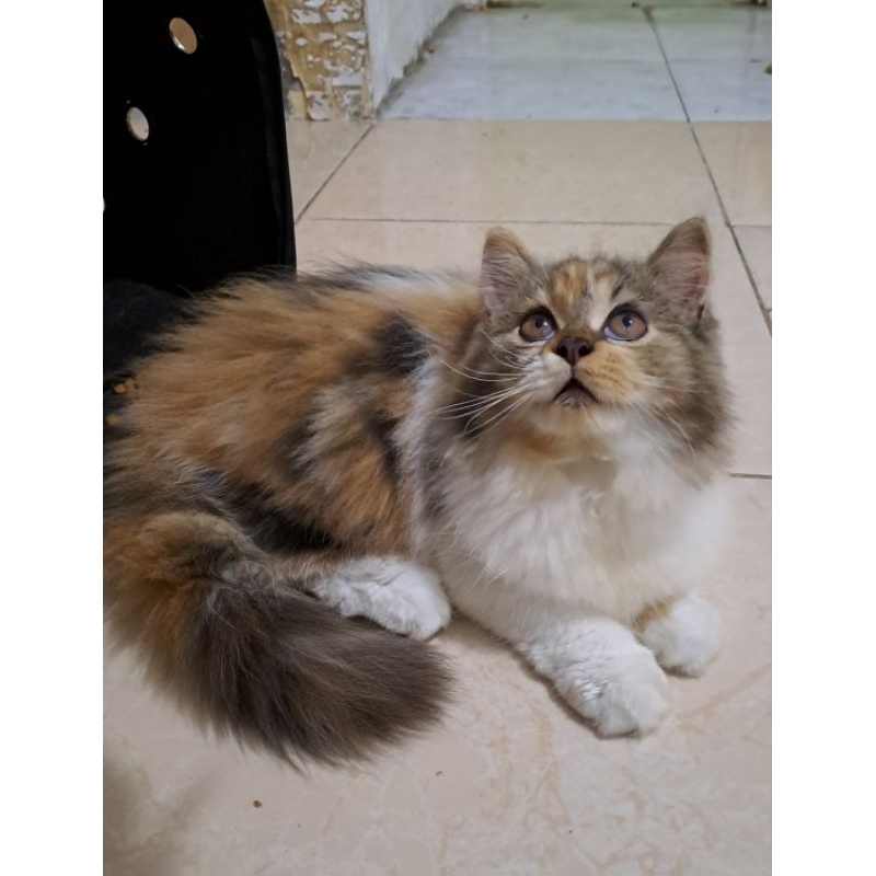 Anak kucing anggora/kitten Persia flatnose/kitten Persia medium /kucing Persia betina