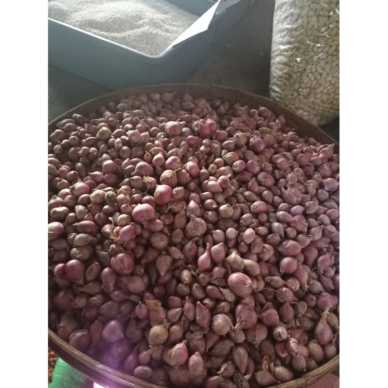 

bawang merah tanggung