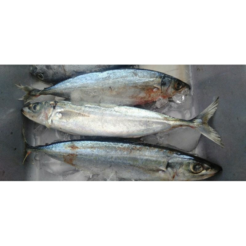 

ikan layang, ikan salem