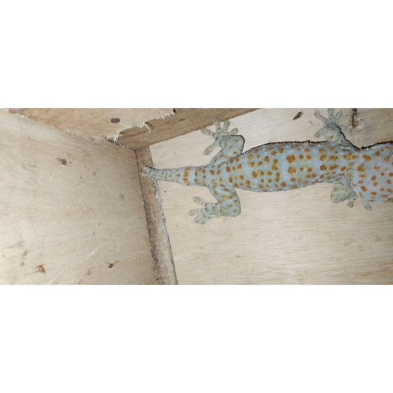 tokek hidup ekor cabang 2