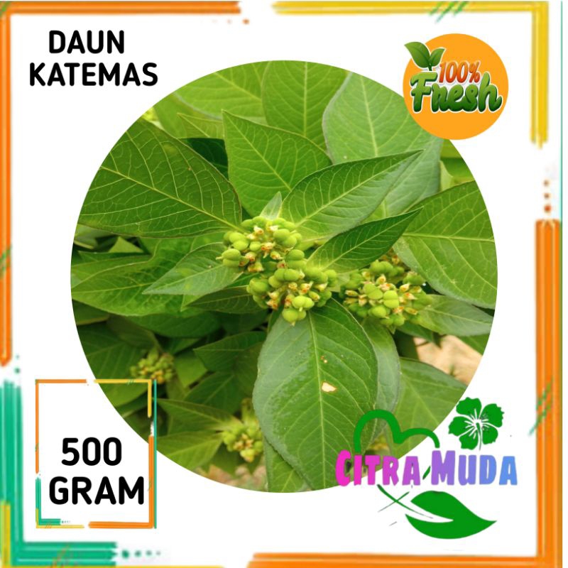 

Daun KATEMAS/PetikMas segar500gram