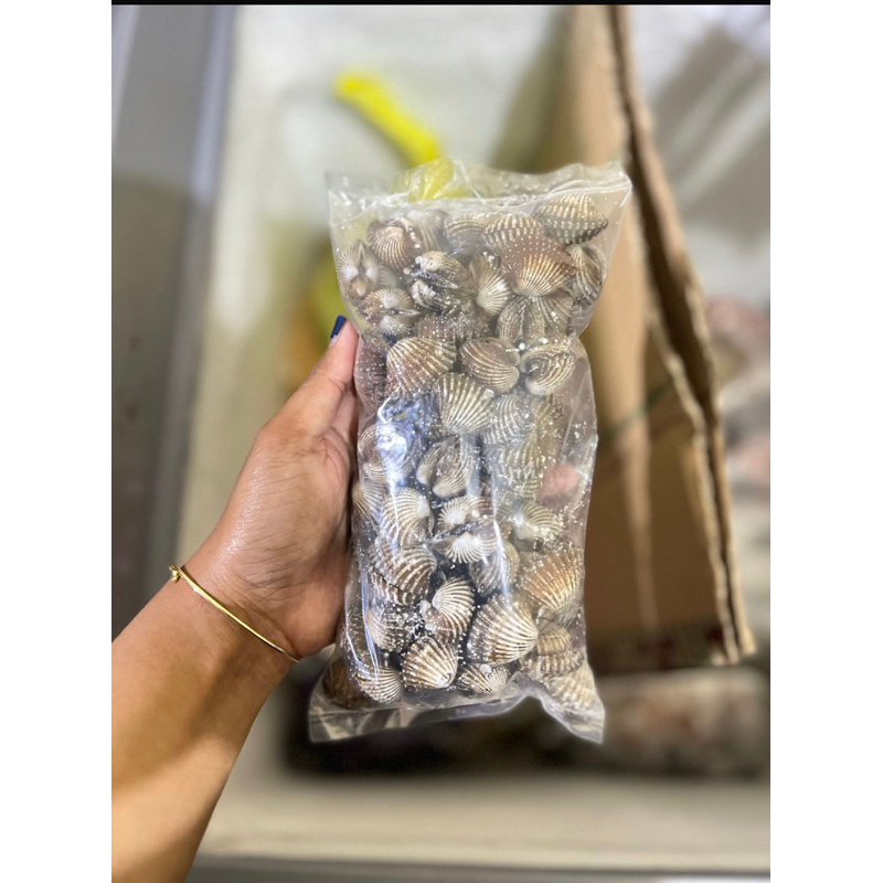 

kerang dara