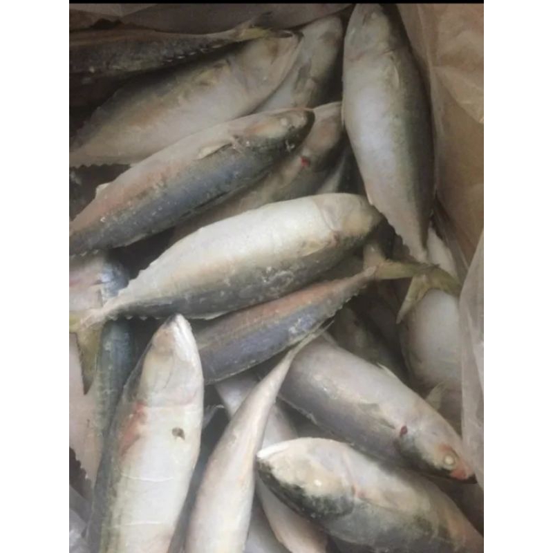 

Fish (Ikan)