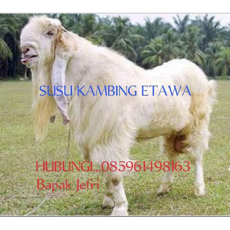 

SUSU KAMBING ETAWA