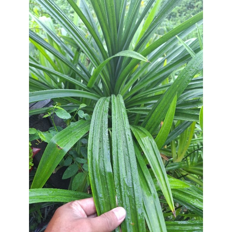 

FIJAY354 DAUN PANDAN 10 LEMBAR FRESH Ready samarinda